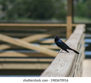 Male Boat-Tailed Grackle In Folly Island, SC