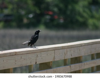 Male Boat-Tailed Grackle In Folly Island, SC