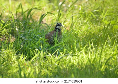 Male Bobwhite quail sitting in the shade of a tree on a hot summer evening - Shutterstock ID 2174819631