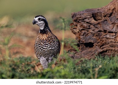 Male Bobwhite, Rio Grande Valley, Texas