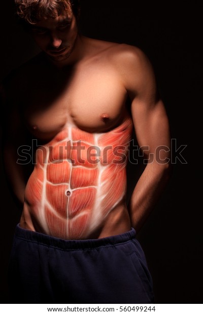 Male Body Anatomy Human Abdominal Muscle Stock Photo Edit Now 560499244