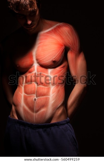 Male Body Anatomy Human Torso Muscle Stock Photo Edit Now 560499259
