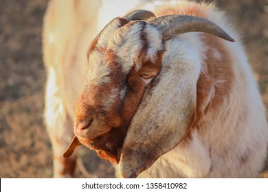 Male Boer goat