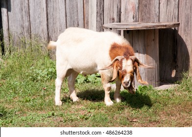 A male Boer goat in a barn yard.