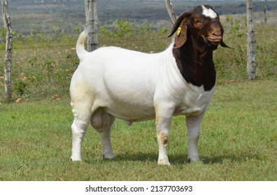 Male Boer goat very awarded in Brazil. The Boer is a breed developed in South Africa.	
