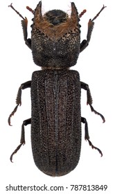 Male Of Bostrychoplites Cornutus It Is A Beetle From Family Bostrichidae Commonly Called Auger Beetles, False Powderpost Beetles, Or Horned Powderpost Beetles.