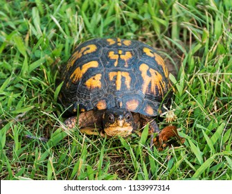 Male Box Turtle Crawling Grass Local Stock Photo 1133997314 | Shutterstock