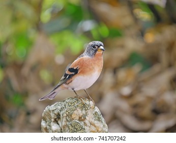 Male brambling (Fringilla montifringilla), in the forest
