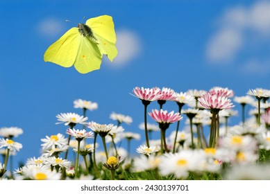 male brimstone butterfly (Gonepteryx rhamni) flies in the blue sky over daisies (Bellis perennis) - Powered by Shutterstock