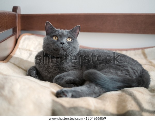 Male British Shorthair Cat Clever Stern Stock Photo Edit Now