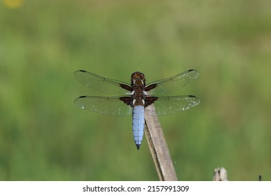 A Male, Broad Bodied Chaser Dragonfly Perching.