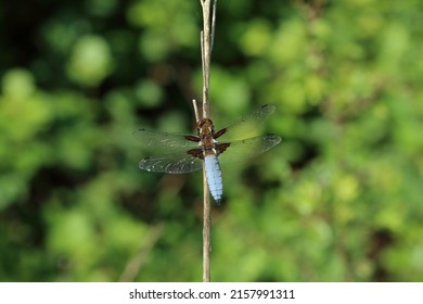 A Male, Broad Bodied Chaser Dragonfly Perching.