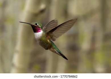 Male Broad Tailed Hummingbird Hovering