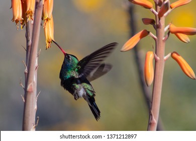 Male Broadbill Hummingbird, Cynanthus Latirostris Feeding From Colorful Orange Succulent Aloe Flowers In The Catalina Mountains. Sonoran Desert Wildlife, Blue And Green Bird. Tucson, Arizona. 2019.