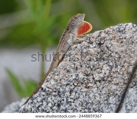 Male Brown Anole on a Rock with Red Dewlap Extended 