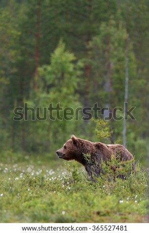 Similar – Brown Bear on forest