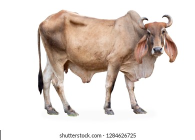 Zebu Images Stock Photos Vectors Shutterstock