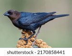 Male Brown Headed Cowbird Feeding on Millet Spray in South Central Louisiana