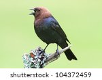 Male Brown-headed Cowbird (Molothrus ater) on a perch with a green background