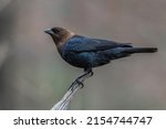 A male Brown-headed Cowbird (Molothrus ater) perched on a stick.