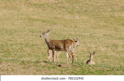 male (buck) Whitetail deer (odocoilus virginianus) with other deer