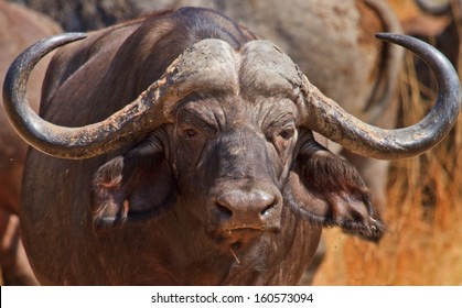 Male Buffalo Full Framed Face And Horns, Looking Directly Into Camera