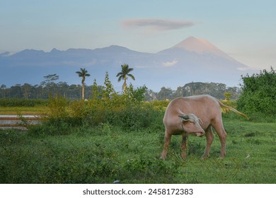 Male buffalo in the pasture, Buffalo eating grass, Buffalo farmer - Powered by Shutterstock