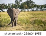 Male Bull Elephant in the Maasai Mara National Park Kenya.