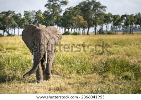 Male Bull Elephant in the Maasai Mara National Park Kenya.