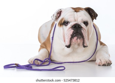 Male Bulldog On A Purple Leash On White Background