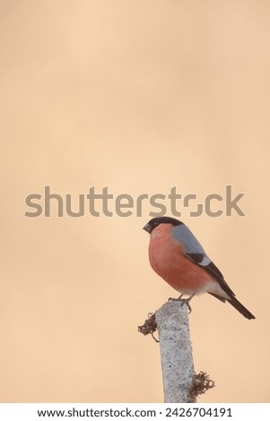 Male bullfinch perched on a branch. Pyrrhula pyrrhula is a species of passerine bird in the finch family (Fringillidae).

​