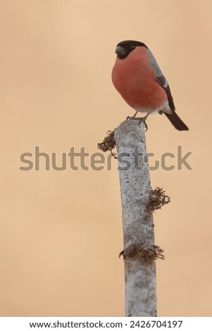 Male bullfinch perched on a branch. Pyrrhula pyrrhula is a species of passerine bird in the finch family (Fringillidae).

​