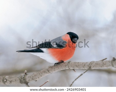 Male bullfinch sitting on branch in winter weather. One cute bullfinch birds in wildlife nature. Eurasian bullfinch with red chest on tree branch
