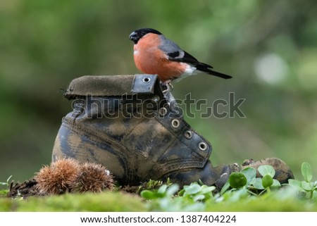 Male bullfinch sitting on an old boot with natural background