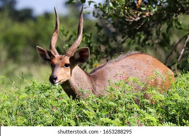 Male Bushbuck in thick foliage in the Greater Kruger National Park, South Africa.