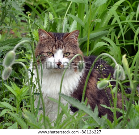 Male Calico cat sitting very still among tall flowers  and weeds thinking that he is invisible.