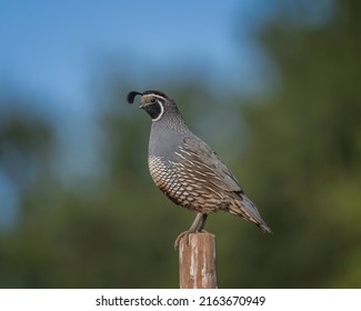 A male California quail (Callipepla californica) keeps watch from a high vantage point while the covey feeds on the ground at Lake Cachuma in Santa Barbara county, CA. - Shutterstock ID 2163670949