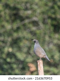 A male California quail (Callipepla californica) keeps watch from a high vantage point while the covey feeds on the ground at Lake Cachuma in Santa Barbara county, CA. - Shutterstock ID 2163670953