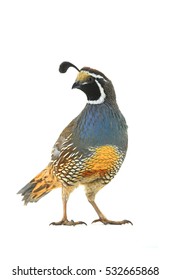 male California Quail isolated on a white background
