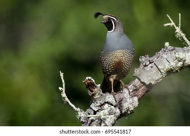 A male California quail stands guard over its covey in the early morning light. - Shutterstock ID 695541817