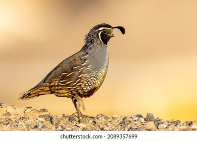 Male california quail in a variety of poses, settings and backgrounds