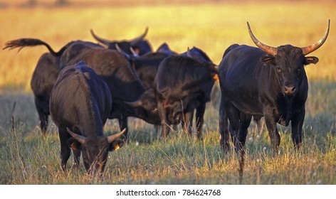 A Male Camargue Bull