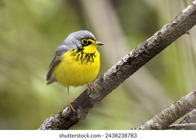 A male Canada warbler on a branch in spring