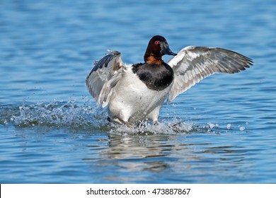 Male Canvasback Duck