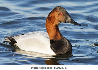 Male Canvasback Duck