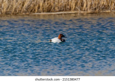 A Male Canvasback duck swims in a marsh at Harsen's Island, Clay Township, Michigan.