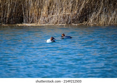 A Male Canvasback and Redhead ducks swim together in a marsh at Harsen's Island, Clay Township, Michigan.