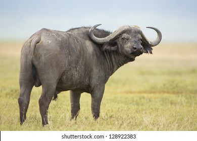 Male Cape Buffalo (Syncerus caffer) Tanzania. In the Ngorongoro Crater