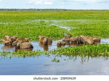 Male Capybara With Their Kids In The El Cedral - Los Llanos, Venezuela, South America