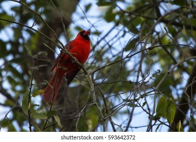 Male Cardinal Bird Bright Red Plumage Stock Photo 593642372 | Shutterstock